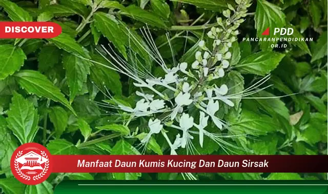 manfaat daun kumis kucing dan daun sirsak