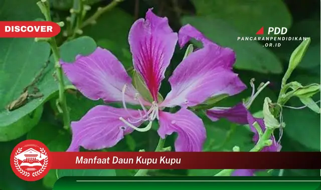 manfaat daun kupu kupu