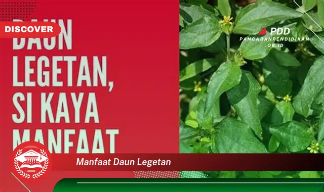 manfaat daun legetan