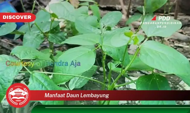 manfaat daun lembayung