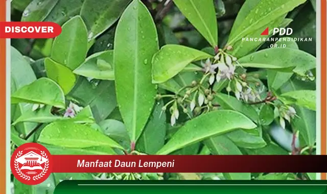 manfaat daun lempeni