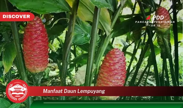 manfaat daun lempuyang