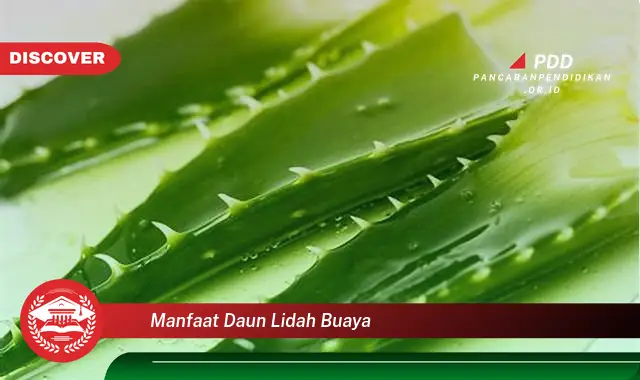 manfaat daun lidah buaya