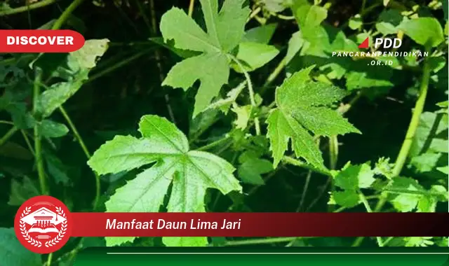 manfaat daun lima jari