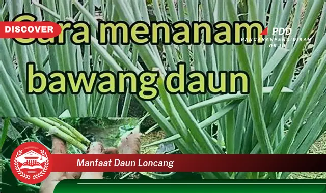 manfaat daun loncang