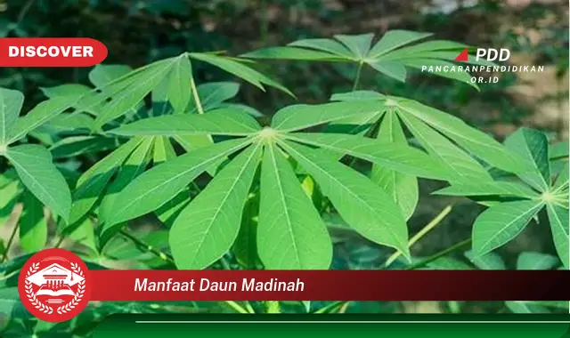 manfaat daun madinah