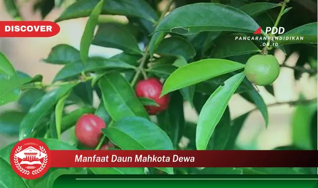 manfaat daun mahkota dewa