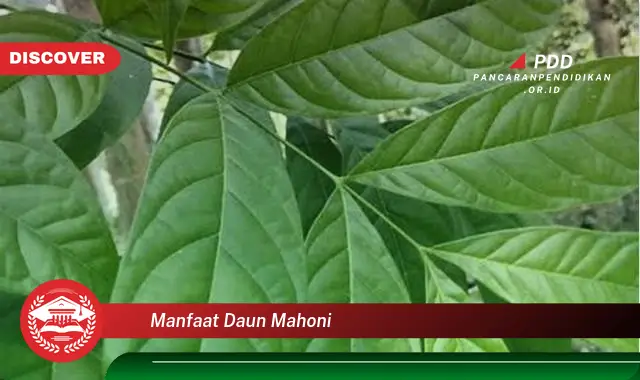 manfaat daun mahoni