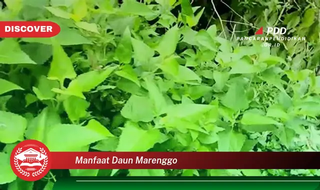 manfaat daun marenggo