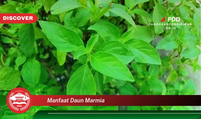 manfaat daun marmia