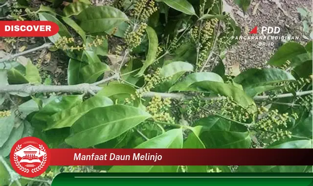 manfaat daun melinjo