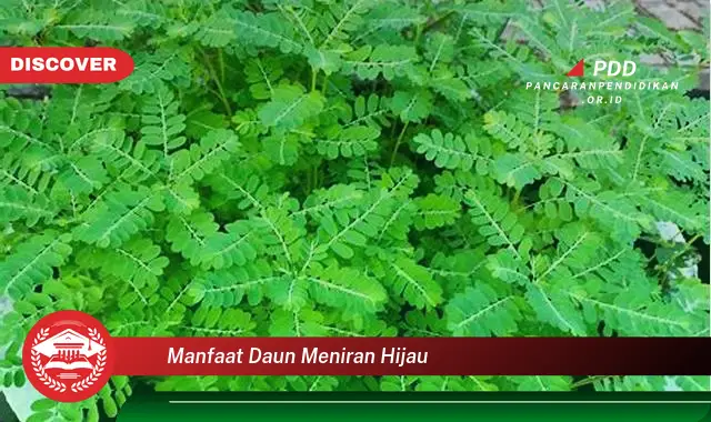 manfaat daun meniran hijau