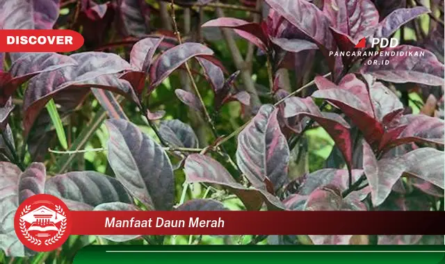 manfaat daun merah