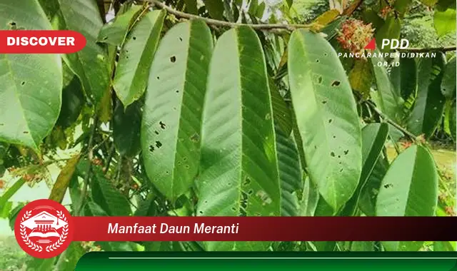 manfaat daun meranti