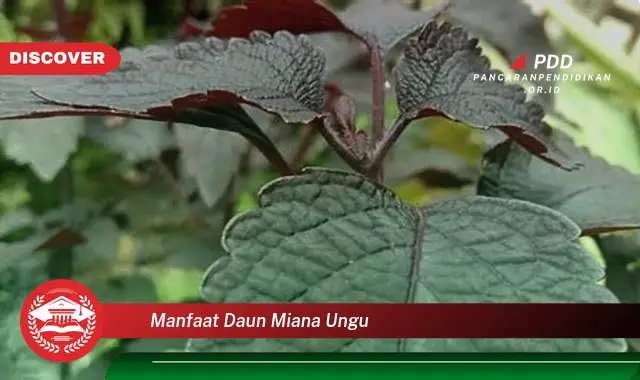 manfaat daun miana ungu