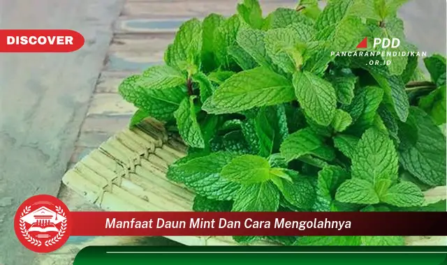 manfaat daun mint dan cara mengolahnya