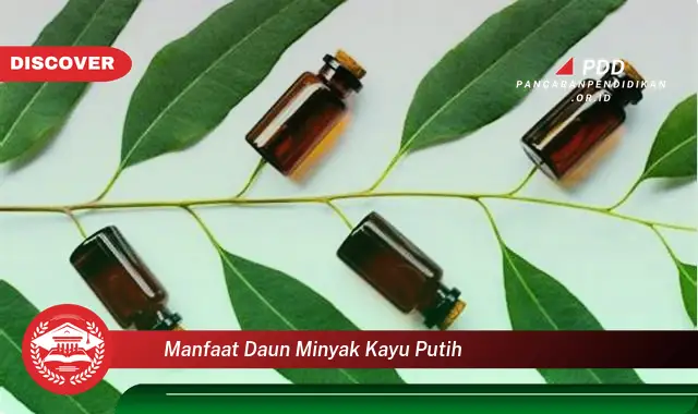 manfaat daun minyak kayu putih