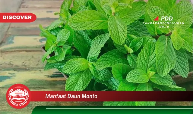 manfaat daun monto