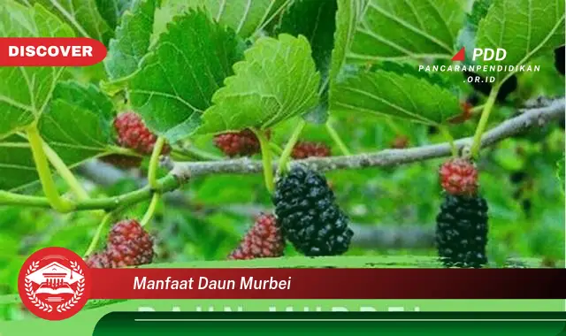 manfaat daun murbei