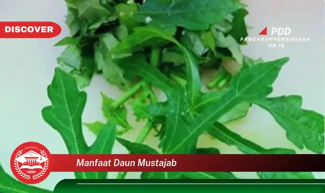 manfaat daun mustajab