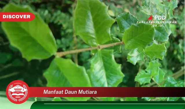 manfaat daun mutiara