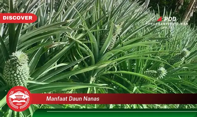 manfaat daun nanas