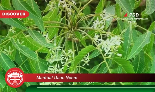 manfaat daun neem