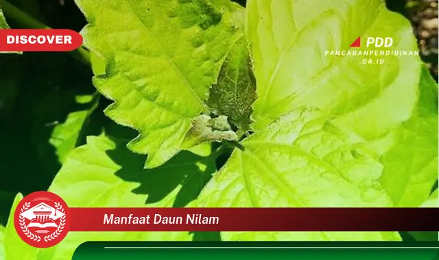 manfaat daun nilam