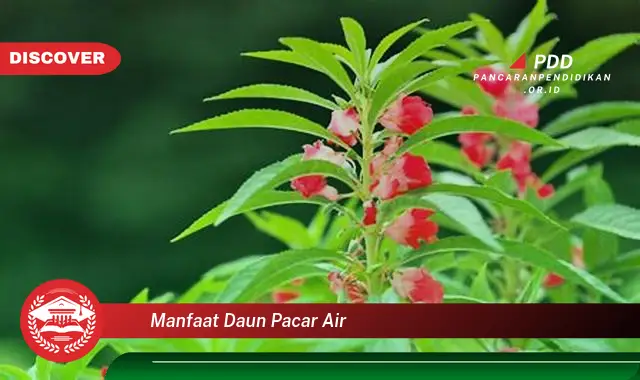 manfaat daun pacar air