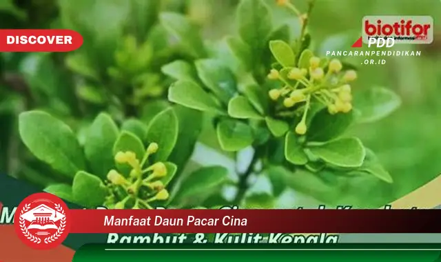 Banyak yang Belum Tahu, Inilah 30 Manfaat Daun Pacar Cina yang Wajib Diintip