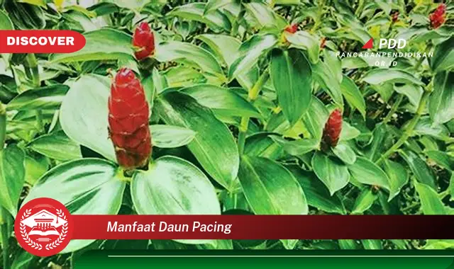 manfaat daun pacing