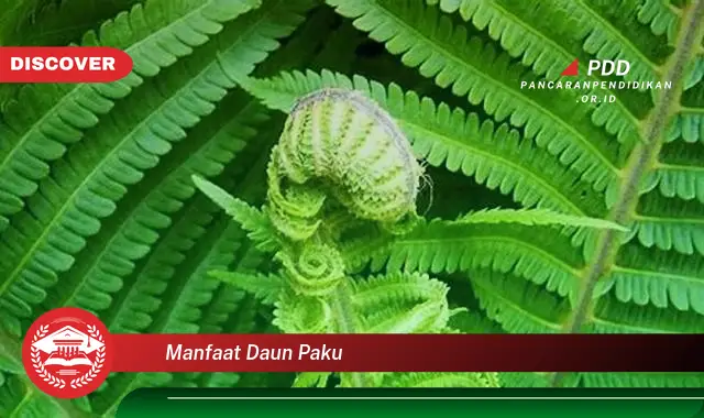 manfaat daun paku