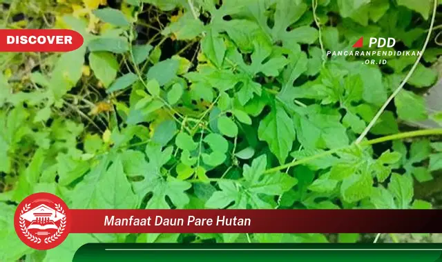 manfaat daun pare hutan