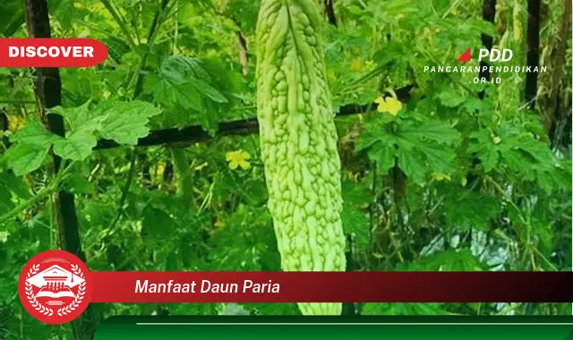 manfaat daun paria