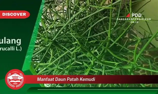 manfaat daun patah kemudi