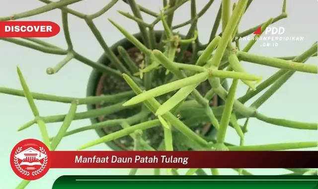 manfaat daun patah tulang