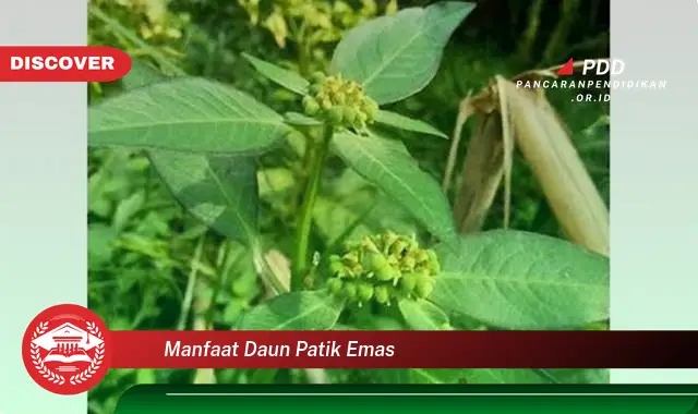 manfaat daun patik emas