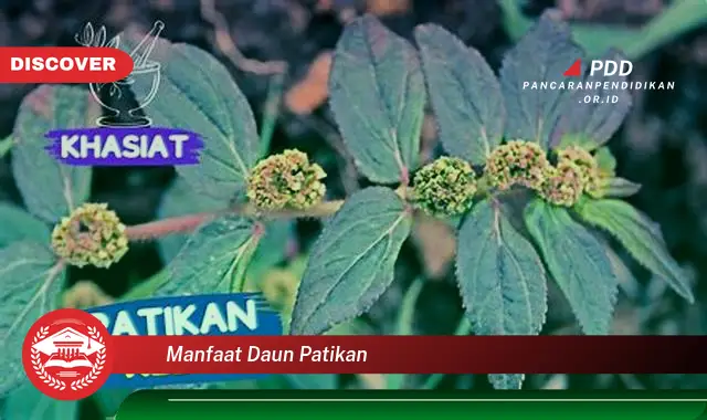 manfaat daun patikan