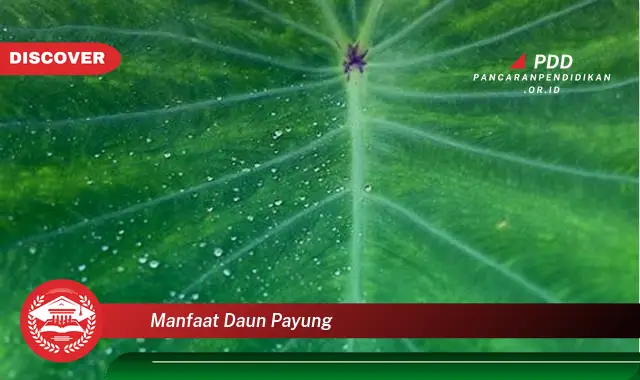 manfaat daun payung