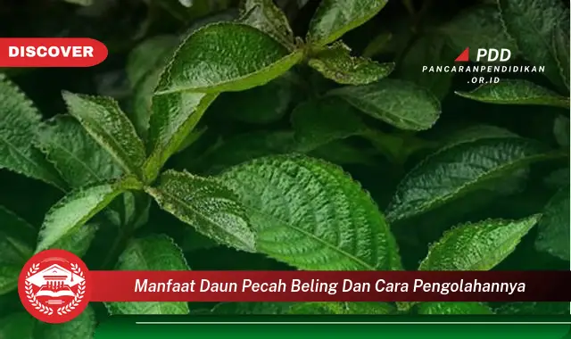 Kamu Wajib Tahu, 30 Manfaat Daun Pecah Beling dan Cara Pengolahannya yang Jarang Diketahui