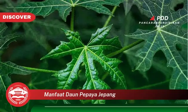 manfaat daun pepaya jepang