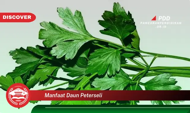 manfaat daun peterseli