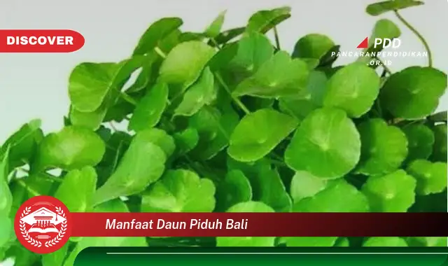 manfaat daun piduh bali