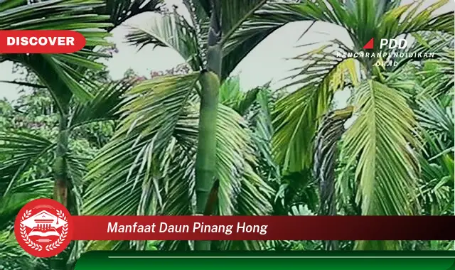 manfaat daun pinang hong