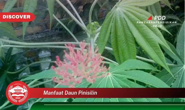 manfaat daun pinisilin