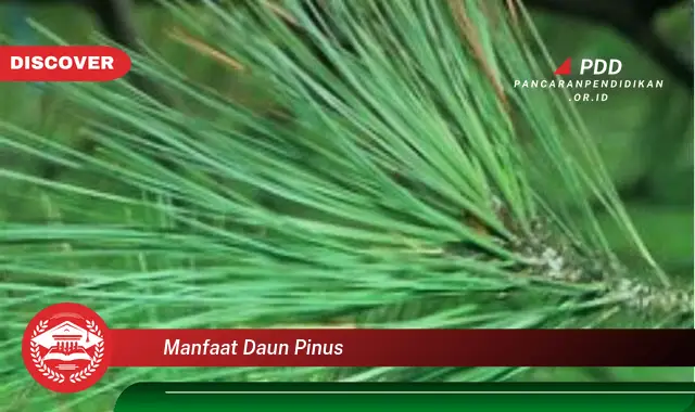 manfaat daun pinus