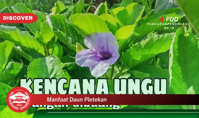 manfaat daun pletekan