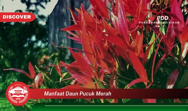 manfaat daun pucuk merah