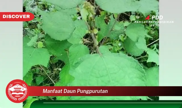 manfaat daun pungpurutan