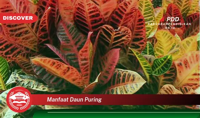 manfaat daun puring